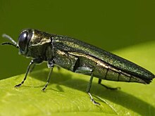 Уничтожающий деревья вредитель завелся в Нижегородской области