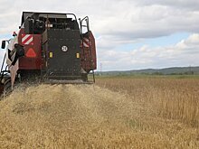 Тайфуны и дожди в Приморье отразились на урожае ранних зерновых