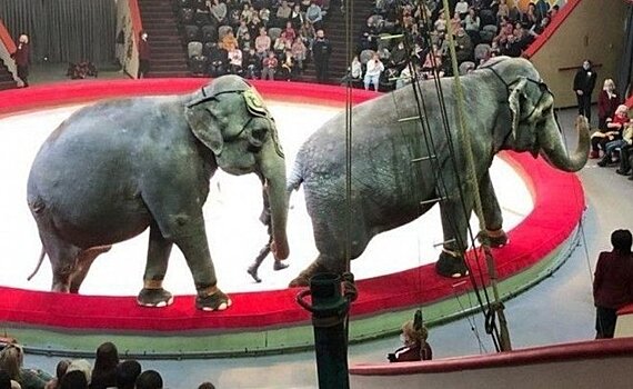 События недели: в Казанском цирке подрались слоны, дети на снегу выложили надпись своими телами