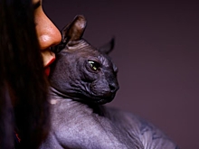 Вышедшему из тюрьмы коту найдут новый дом