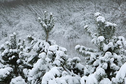 Сугробы в Москве могут вырасти на 9 см из-за ночного снегопада