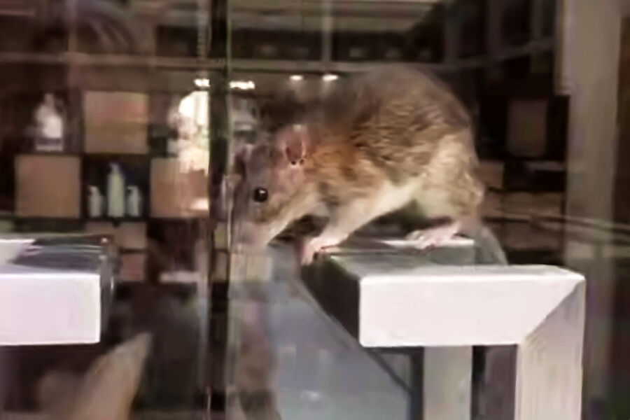 В Москве крыса стала швейцаром в торговом центре