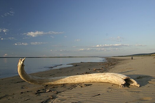 Якутские учёные опробовали новый метод поиска костей мамонтов