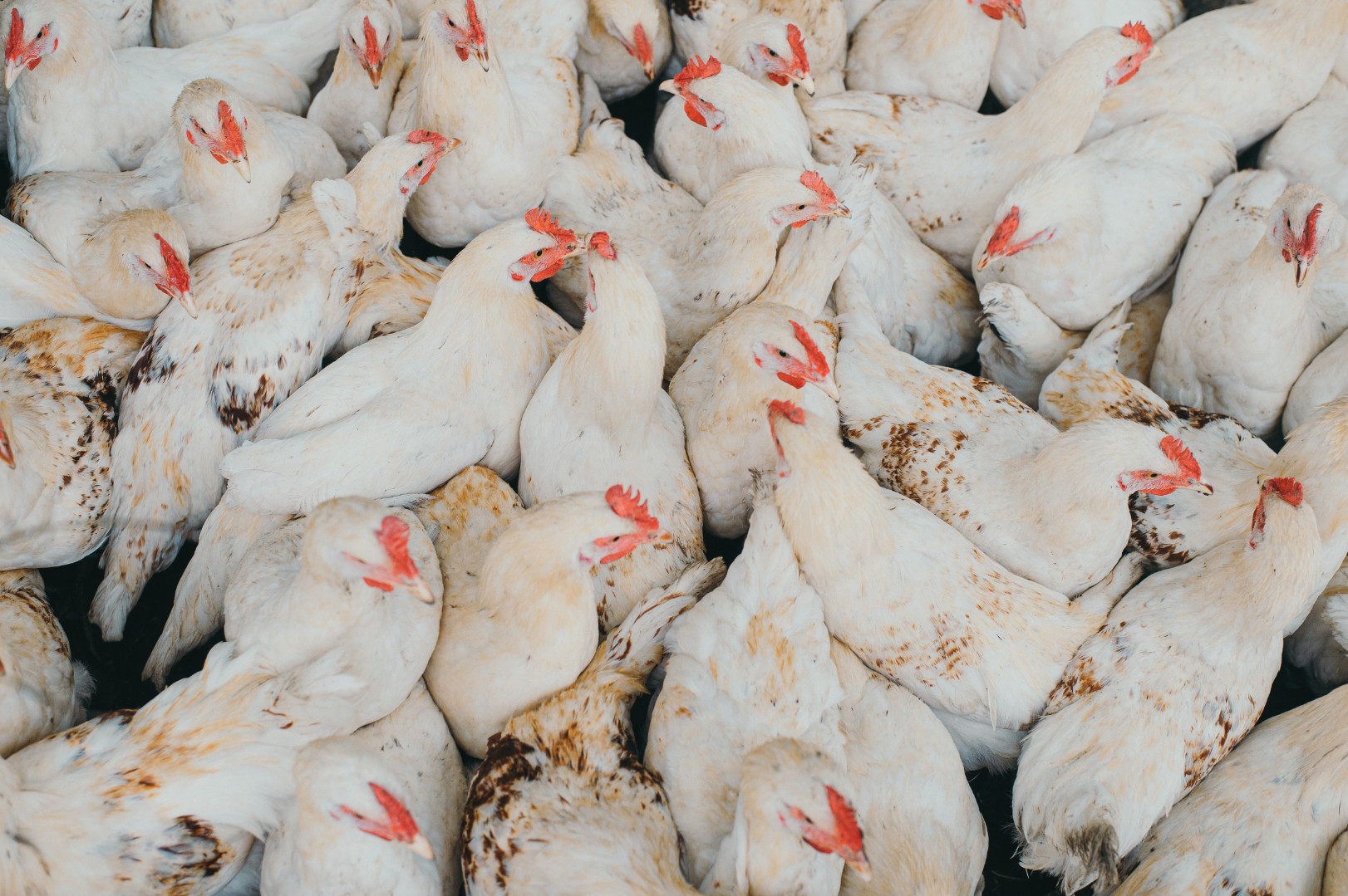 Три четверти поголовья птицы в Подмосковье застрахованы на случай гриппа птиц