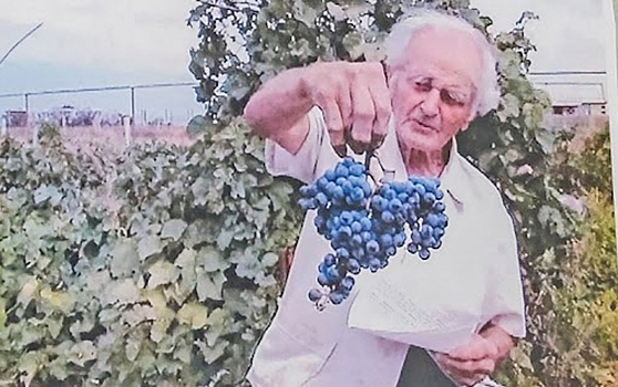 Почему развитие виноградарства и виноделия в Волгоградской области обречено на успех