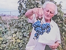 Почему развитие виноградарства и виноделия в Волгоградской области обречено на успех