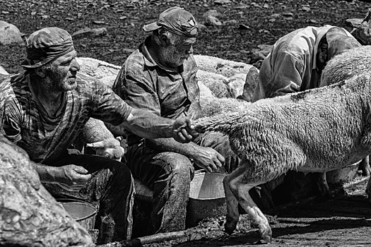 Дойка овец в горах Дагестана. Фотоочерк