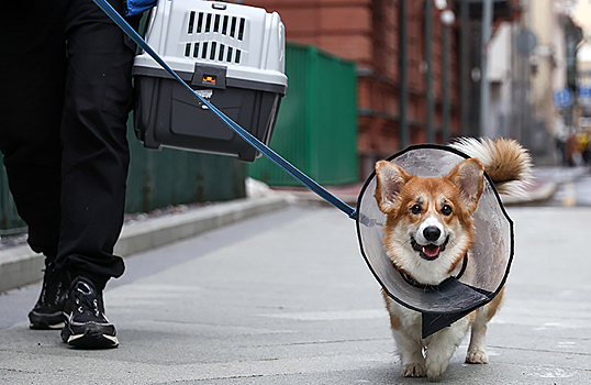 Как россияне подбирают лекарство от клещей для собак этой весной?