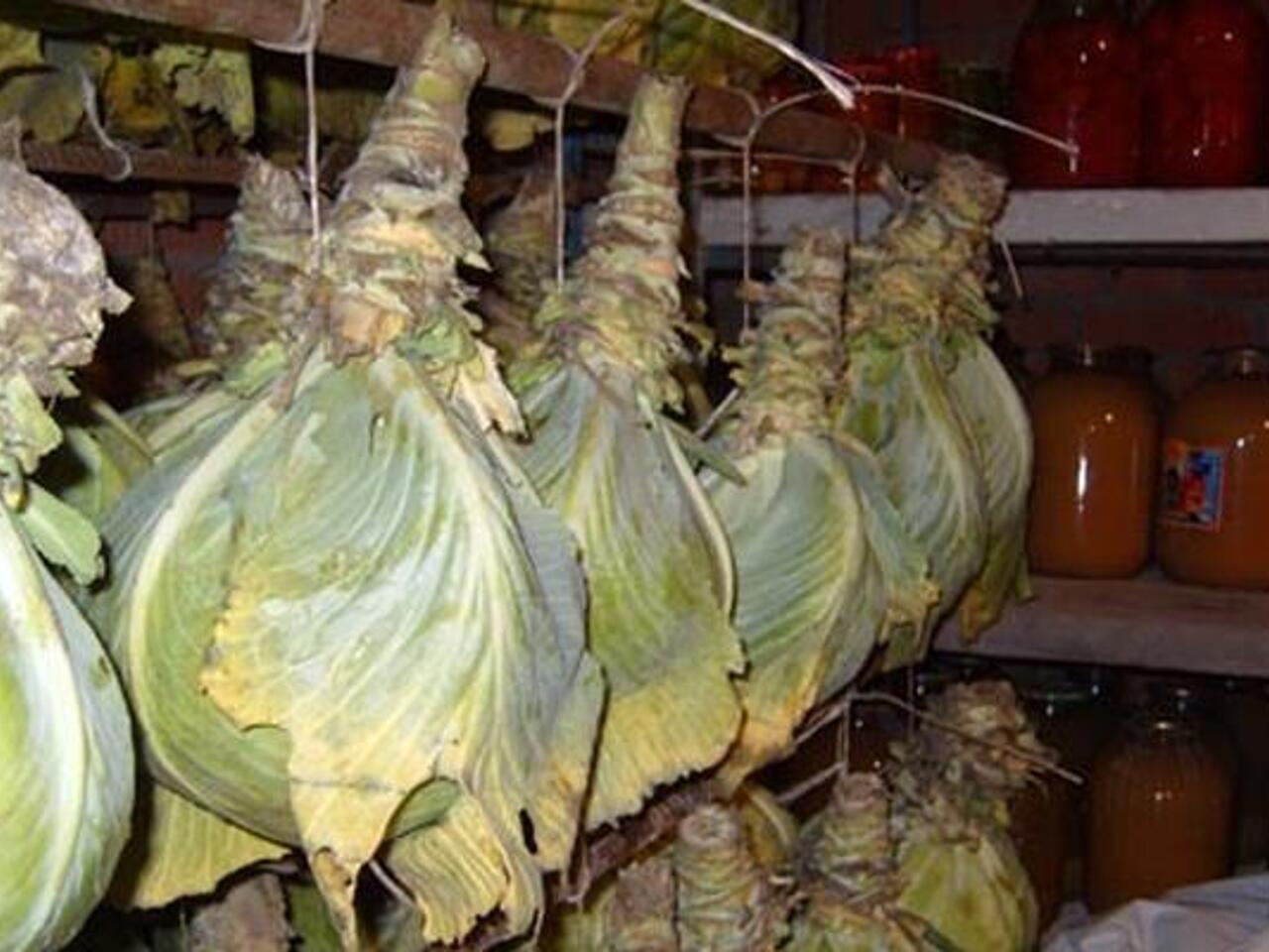 Хранение капусты в погребе на зиму в кочанах. Хранение капусты. Хранение капусты в погребе. Подвешенная капуста. Способы хранения капусты.
