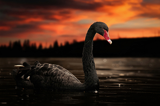 CIO White Nights 2023: черные лебеди в ИТ