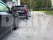 В Петрозаводске сняли на видео раненую сову после падения с авто