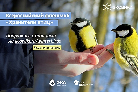 Россиян пригласят заботиться о птицах в холодное время года