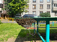 Кемеровчане наткнулись на пчелиный рой на детской площадке