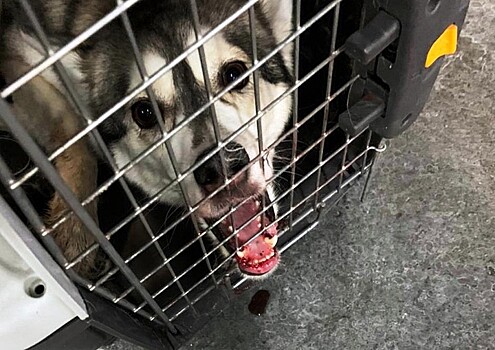 Застрявшую в прутьях клетки собаку освободили в подмосковном Домодедове