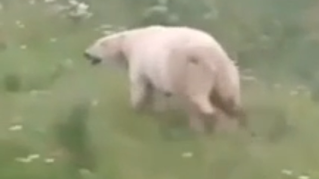 Очевидцы сообщают о гуляющем по Ямальском району белом медведе. ВИДЕО