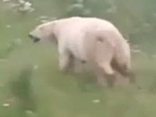 Очевидцы сообщают о гуляющем по Ямальском району белом медведе. ВИДЕО