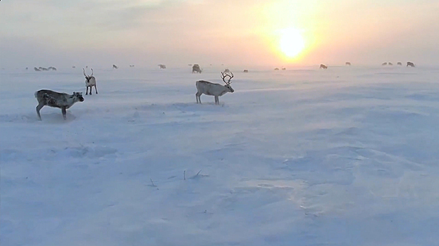 «Настоящая сказка»: компания «Газпром нефть» показала зимние красоты Арктики. ВИДЕО