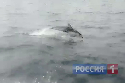 Десятки дельфинов заметили в сахалинском порту
