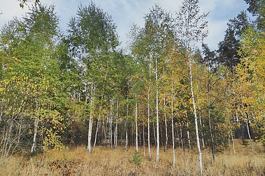 В Курской области водителей предупредили о росте ДТП с дикими животными