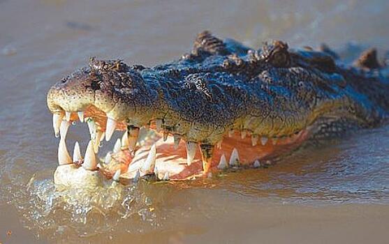 Рассказ о том, как в Клязьме крокодилов ловили