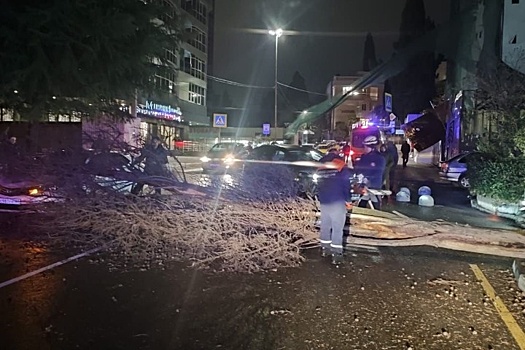 В Сочи из-за сильного ветра погиб человек