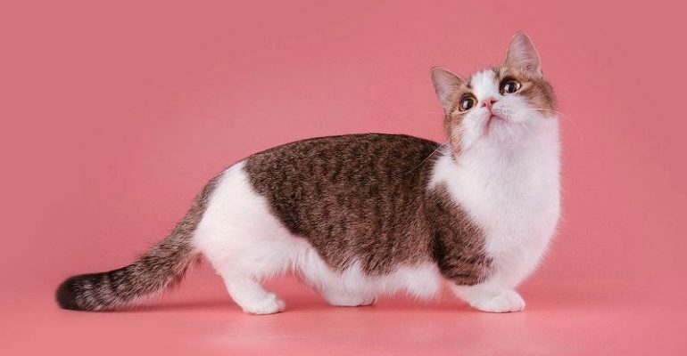 Манчкин: интересные факты о породе кошек-карликов - Рамблер/новости