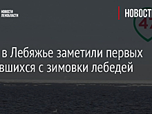 Фото: в Лебяжье заметили первых вернувшихся с зимовки лебедей