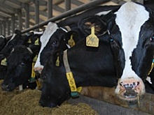 Учёные выяснили, как труса превратить в смельчака