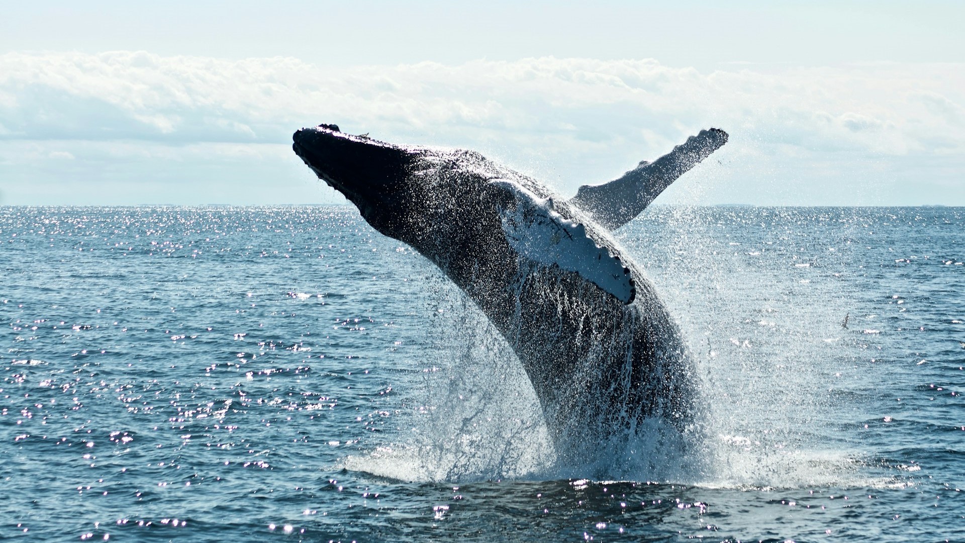 Ученые объявили о первой «беседе» людей с китами