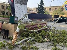 Погибшей при падении дерева в Дербенте оказалась сотрудница "Газпрома"