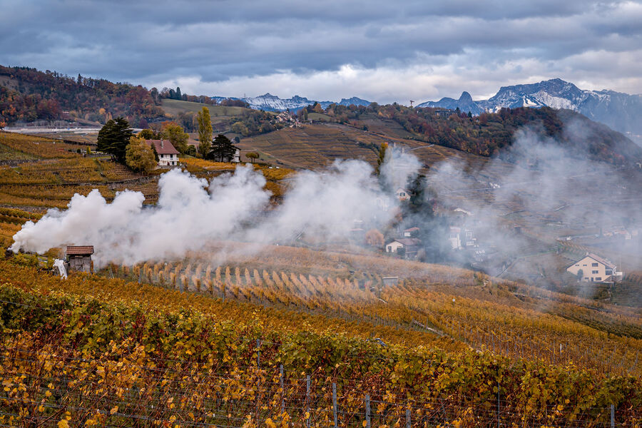 Ученые выяснили, почему из винограда близ пожарищ получается вино «с дымком»