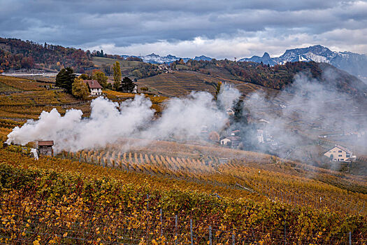 Ученые выяснили, почему из винограда близ пожарищ получается вино "с дымком"