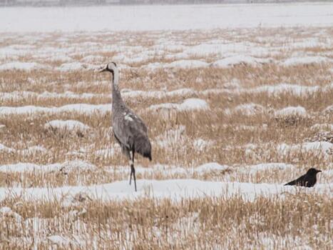 Потомство краснокнижных птиц спасли у аэропорта «Байкал»