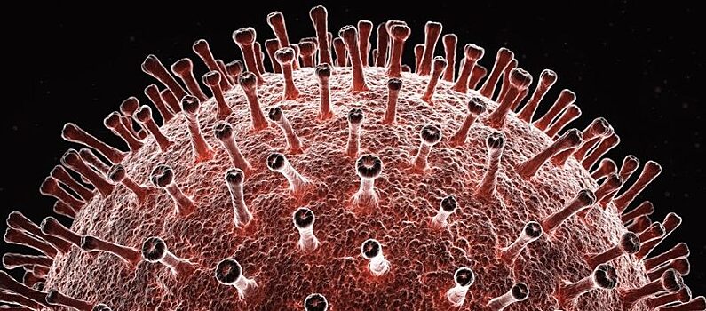 Коронавирус может быть «химерой» двух разных вирусов