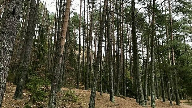 «Садовод Антон Андреевич»: Алиханов предложил юридически защитить светлогорские леса от застройки