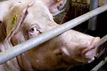 В Якутске обнаружили африканскую чуму свиней в столовой Минсельхоза