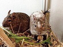Две самки дегу из зоопарка «Лимпопо» обрели новый дом в Керженском заповеднике