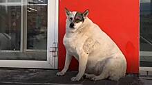 Собаку весом почти 50 килограммов обнаружили в Югре