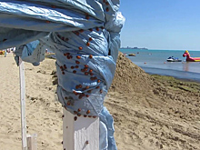 Нашествие летающих насекомых в Анапе взволновало пользователей соцсетей