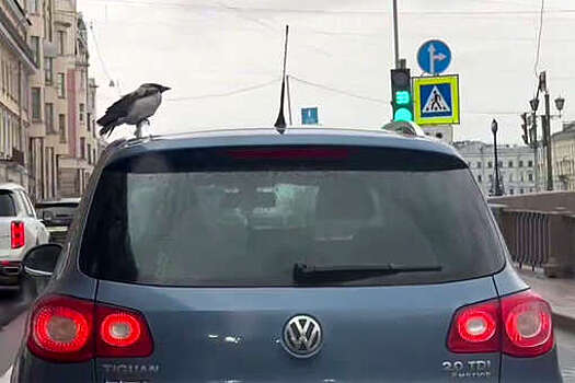 В Петербурге на видео попало, как ворона передвигалась по городу на Volkswagen