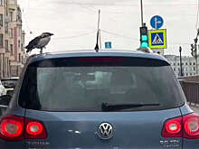 В Петербурге на видео попало, как ворона передвигалась по городу на Volkswagen