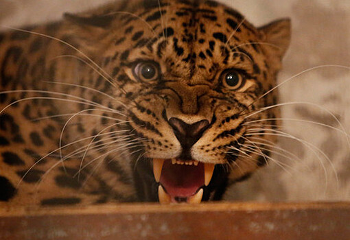 В День кошек в Калининградском зоопарке рассказали историю леопарда Хана