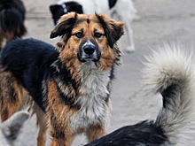 Муниципалитет в Приморье выплатит пенсионерке 300 тыс. рублей за нападение бездомных собак