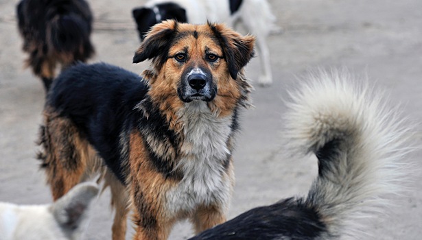 Муниципалитет в Приморье выплатит пенсионерке 300 тыс. рублей за нападение бездомных собак