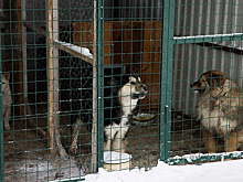 Сотрудники МЧС стали добрыми волшебниками для бездомных животных Губкинского