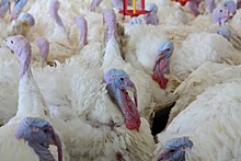 В Китай: 27 тонн мяса индейки экспортировали птицеводы Ростовской области