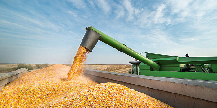 В Узбекистане с 1 июня госзакупки зерна будут проводить по рыночным ценам