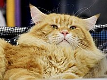 Главное о коронавирусе на 28 июня: первый случай заражения от кошки, во Франции вновь рекомендуют носить маски