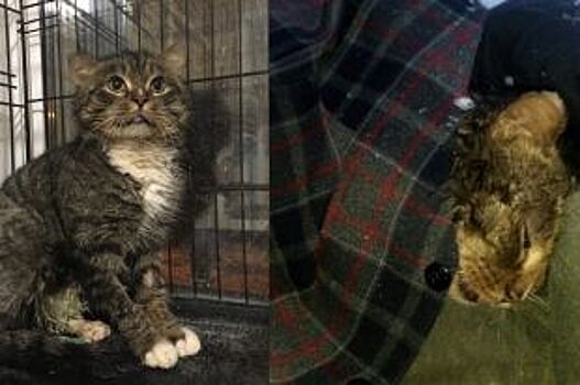 Кот, которого спасли школьники из Краснокамска, идёт на поправку