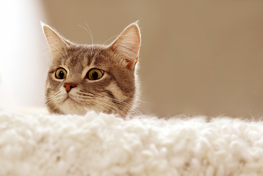 Котики не чувствуют сладкого вкуса, но это не точно. Последние исследования ученых опровергают этот факт.